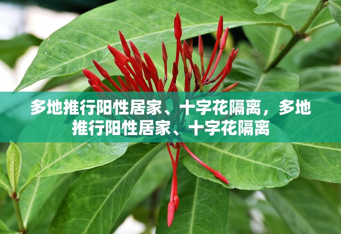 多地推行阳性居家、十字花隔离，多地推行阳性居家、十字花隔离