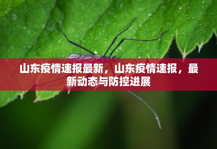 山东疫情速报最新	，山东疫情速报，最新动态与防控进展