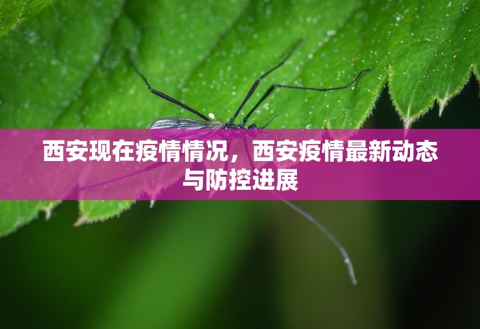 西安现在疫情情况，西安疫情最新动态与防控进展