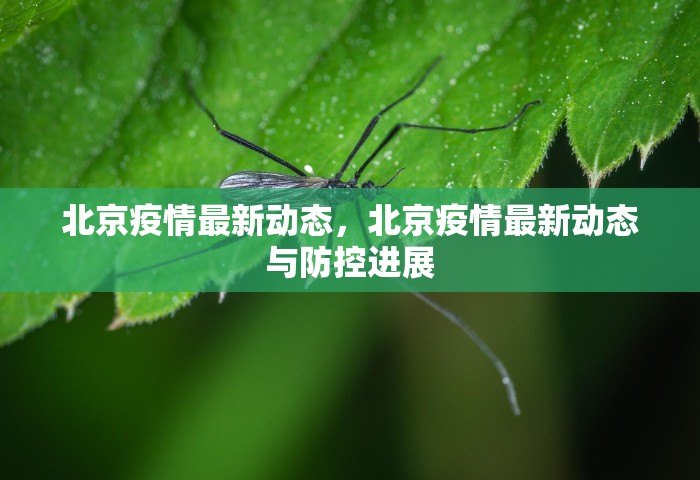北京疫情最新动态	，北京疫情最新动态与防控进展